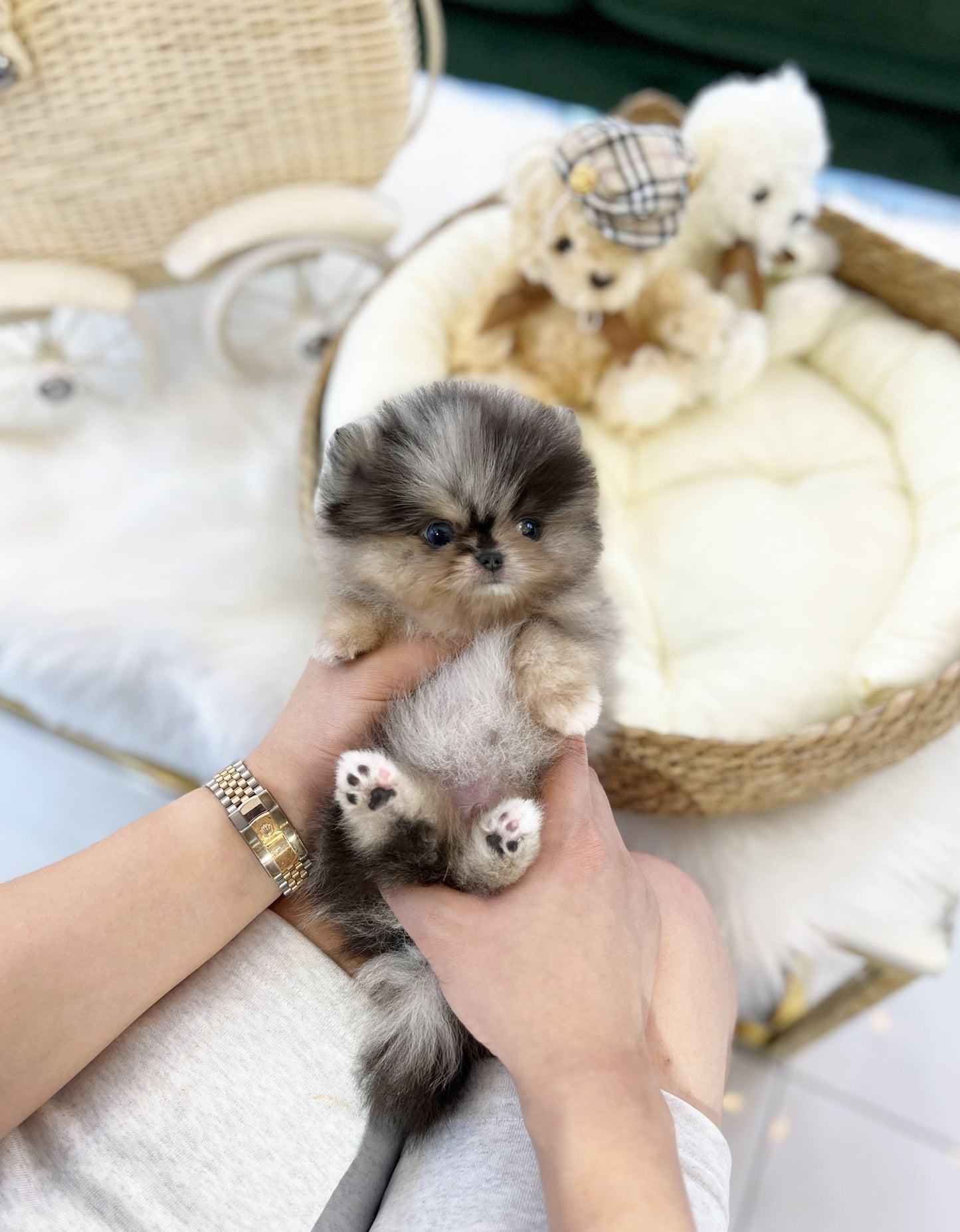 Pomeranian - Moon(Male) - Beautiful puppy teacup puppy with adorable features available for adoption from Velydog