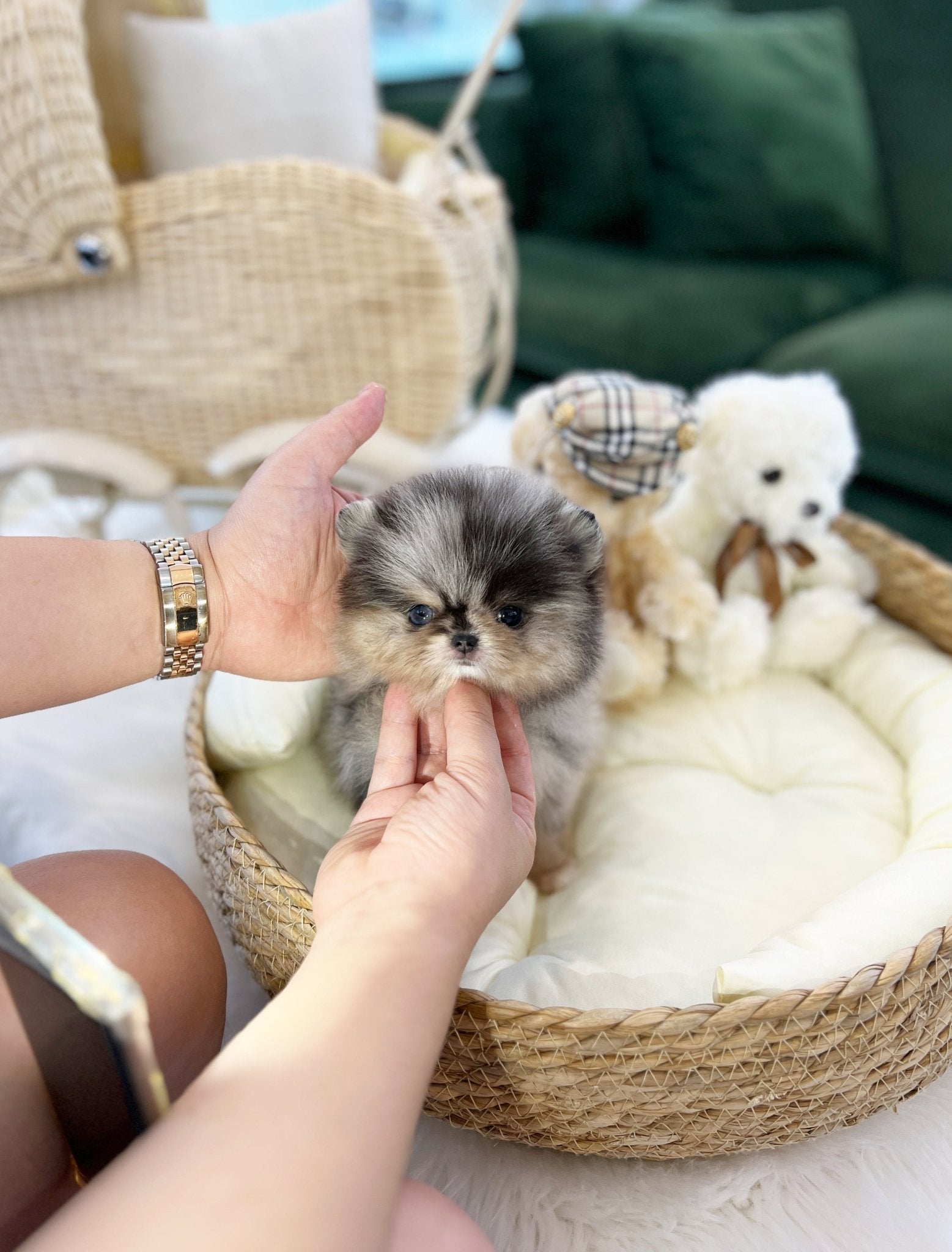 Pomeranian - Moon(Male) - Beautiful puppy teacup puppy with adorable features available for adoption from Velydog