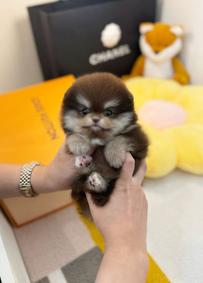 Pomeranian - Nala(Female) - Beautiful puppy teacup puppy with adorable features available for adoption from Velydog