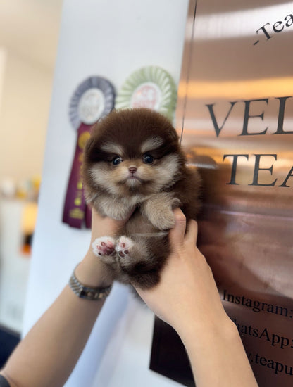 Pomeranian - Nala(Female) - Beautiful puppy teacup puppy with adorable features available for adoption from Velydog