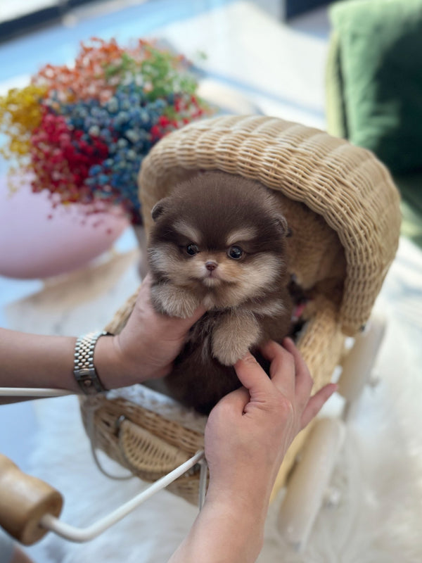 Pomeranian - Nala(Female) - Beautiful puppy teacup puppy with adorable features available for adoption from Velydog
