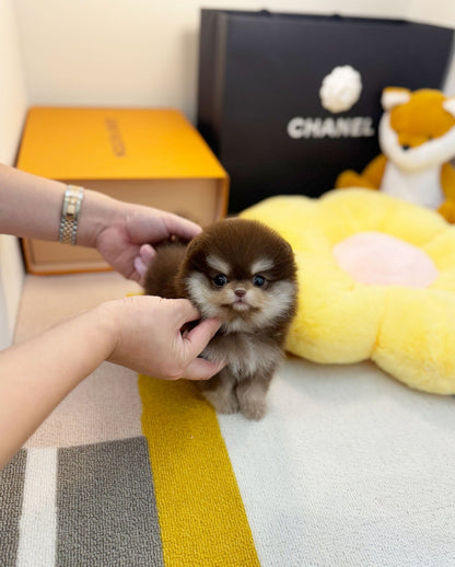 Pomeranian - Nala(Female) - Beautiful puppy teacup puppy with adorable features available for adoption from Velydog