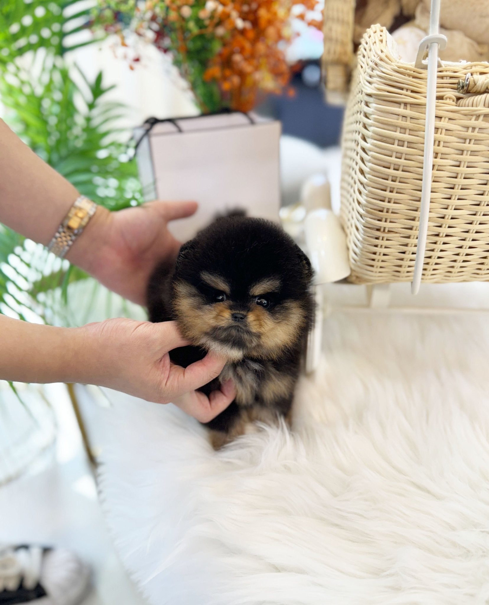 Pomeranian - Navi(Female) - Beautiful puppy teacup puppy with adorable features available for adoption from Velydog