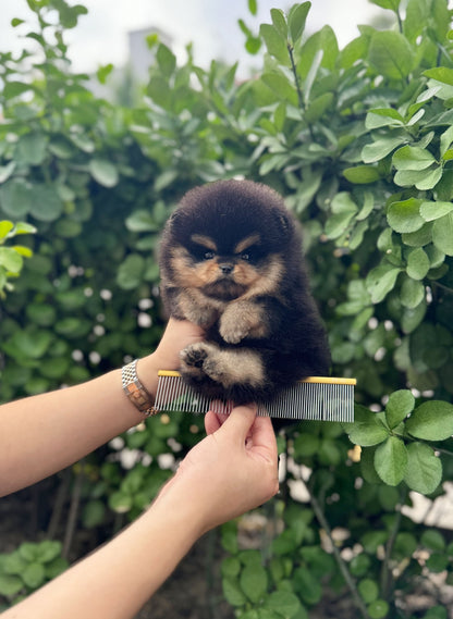 Pomeranian - Navi(Female) - Beautiful puppy teacup puppy with adorable features available for adoption from Velydog