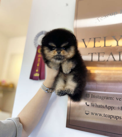 Pomeranian - Navi(Female) - Beautiful puppy teacup puppy with adorable features available for adoption from Velydog