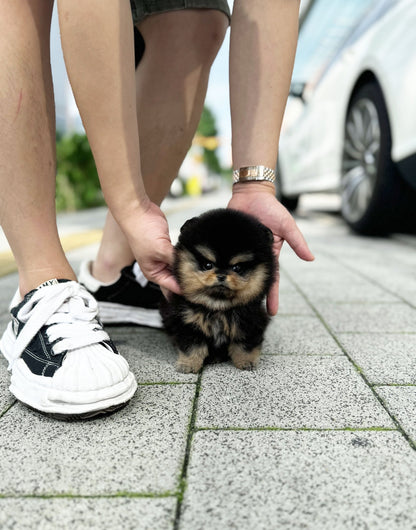 Pomeranian - Navi(Female) - Beautiful puppy teacup puppy with adorable features available for adoption from Velydog