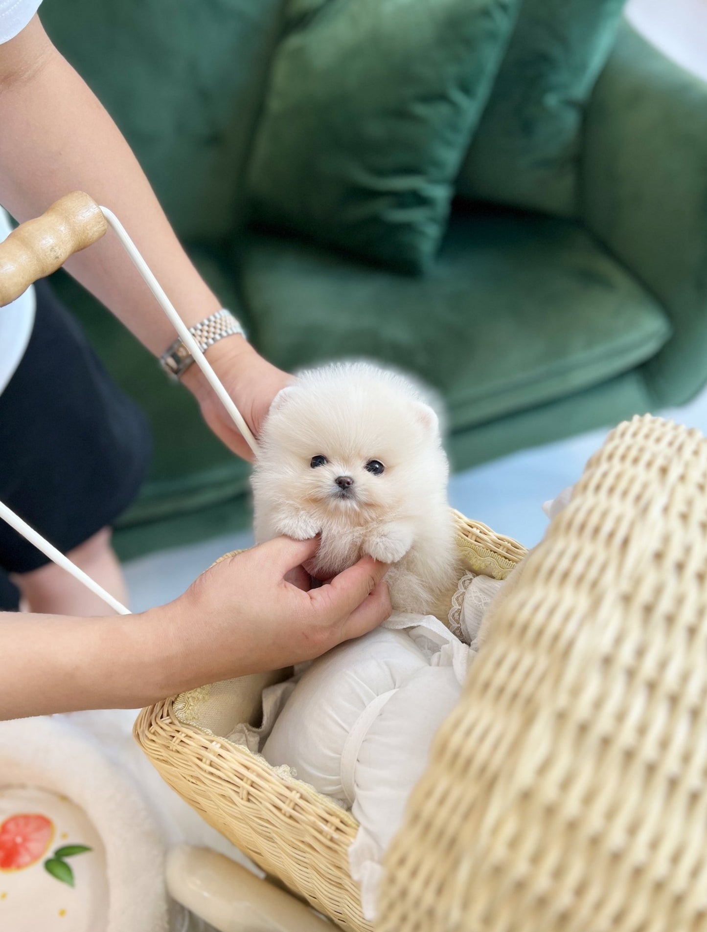 Pomeranian - Nicki(Female) - Beautiful puppy teacup puppy with adorable features available for adoption from Velydog