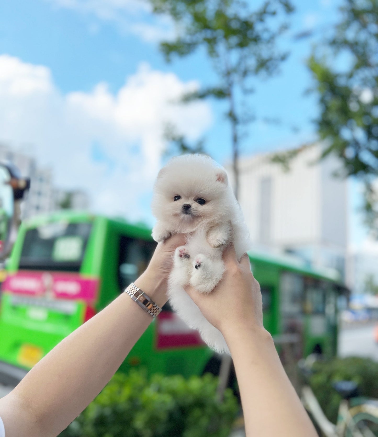 Pomeranian - Nicki(Female) - Beautiful puppy teacup puppy with adorable features available for adoption from Velydog