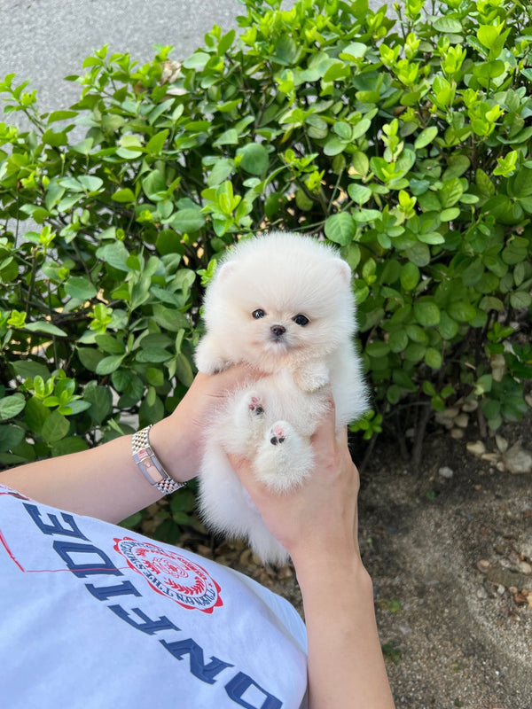 Pomeranian - Nicki(Female) - Beautiful puppy teacup puppy with adorable features available for adoption from Velydog