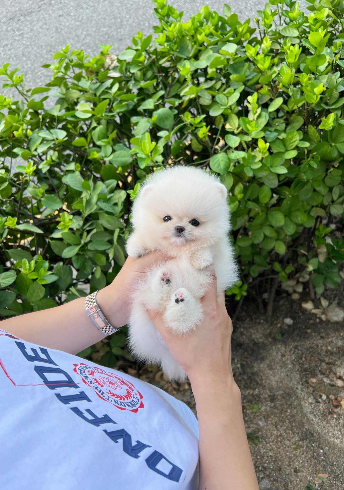 Pomeranian - Nicki(Female) - Beautiful puppy teacup puppy with adorable features available for adoption from Velydog