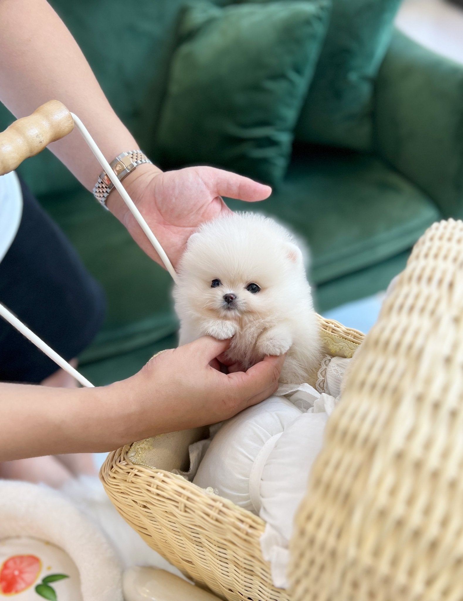 Pomeranian - Nicki(Female) - Beautiful puppy teacup puppy with adorable features available for adoption from Velydog