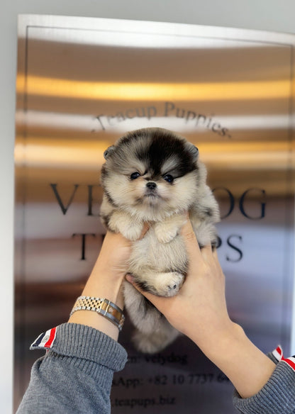 Pomeranian - Nico(Female) - Beautiful puppy teacup puppy with adorable features available for adoption from Velydog