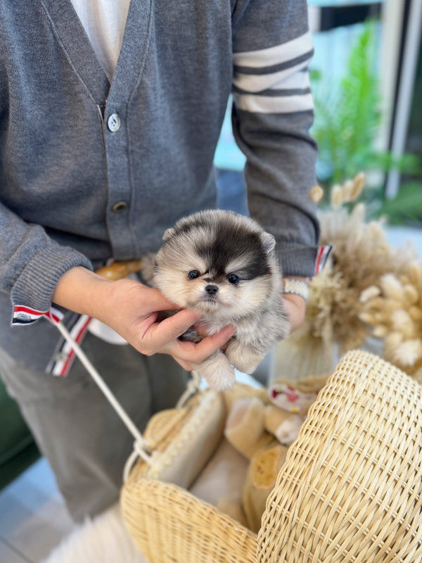 Pomeranian - Nico(Female) - Beautiful puppy teacup puppy with adorable features available for adoption from Velydog