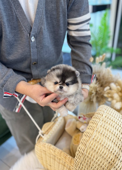 Pomeranian - Nico(Female) - Beautiful puppy teacup puppy with adorable features available for adoption from Velydog