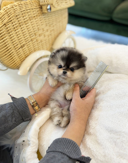 Pomeranian - Nico(Female) - Beautiful puppy teacup puppy with adorable features available for adoption from Velydog