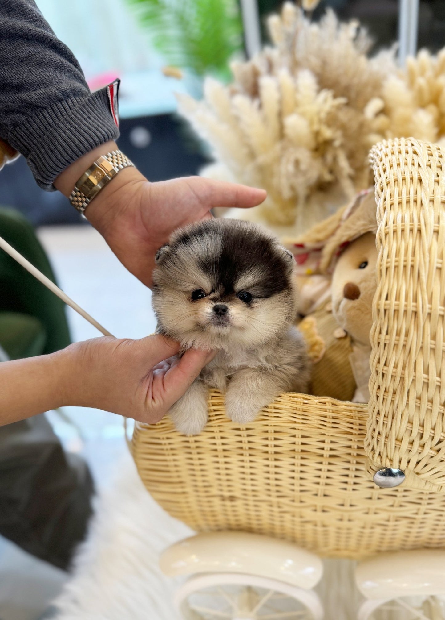 Pomeranian - Nico(Female) - Beautiful puppy teacup puppy with adorable features available for adoption from Velydog