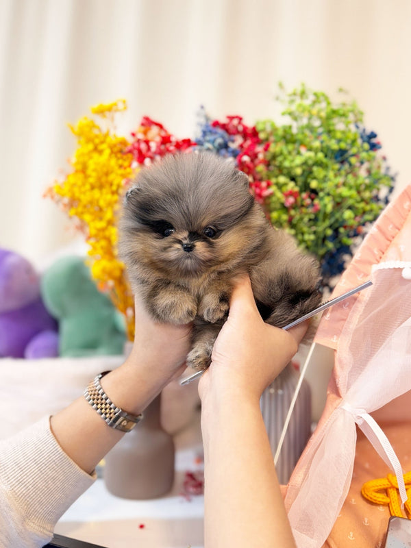 Pomeranian - Nina(Female) - Beautiful puppy teacup puppy with adorable features available for adoption from Velydog