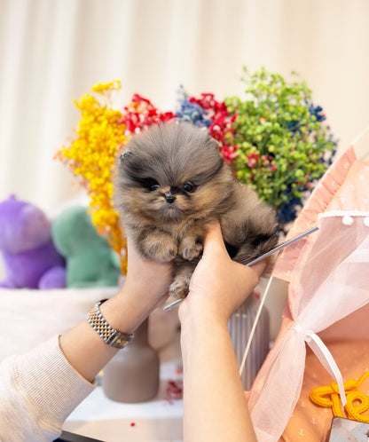 Pomeranian - Nina(Female) - Beautiful puppy teacup puppy with adorable features available for adoption from Velydog