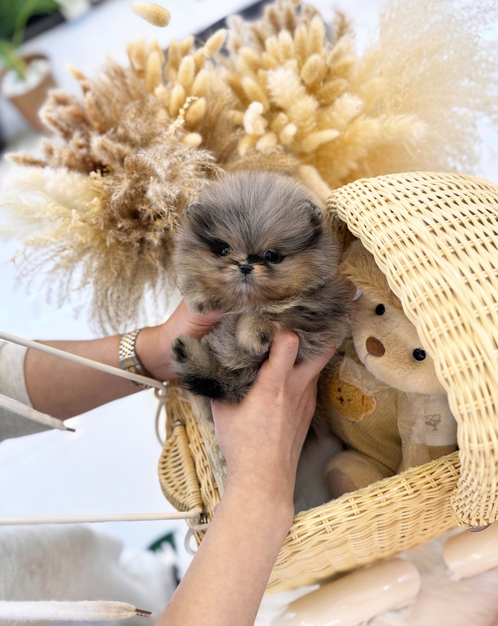 Pomeranian - Nina(Female) - Beautiful puppy teacup puppy with adorable features available for adoption from Velydog