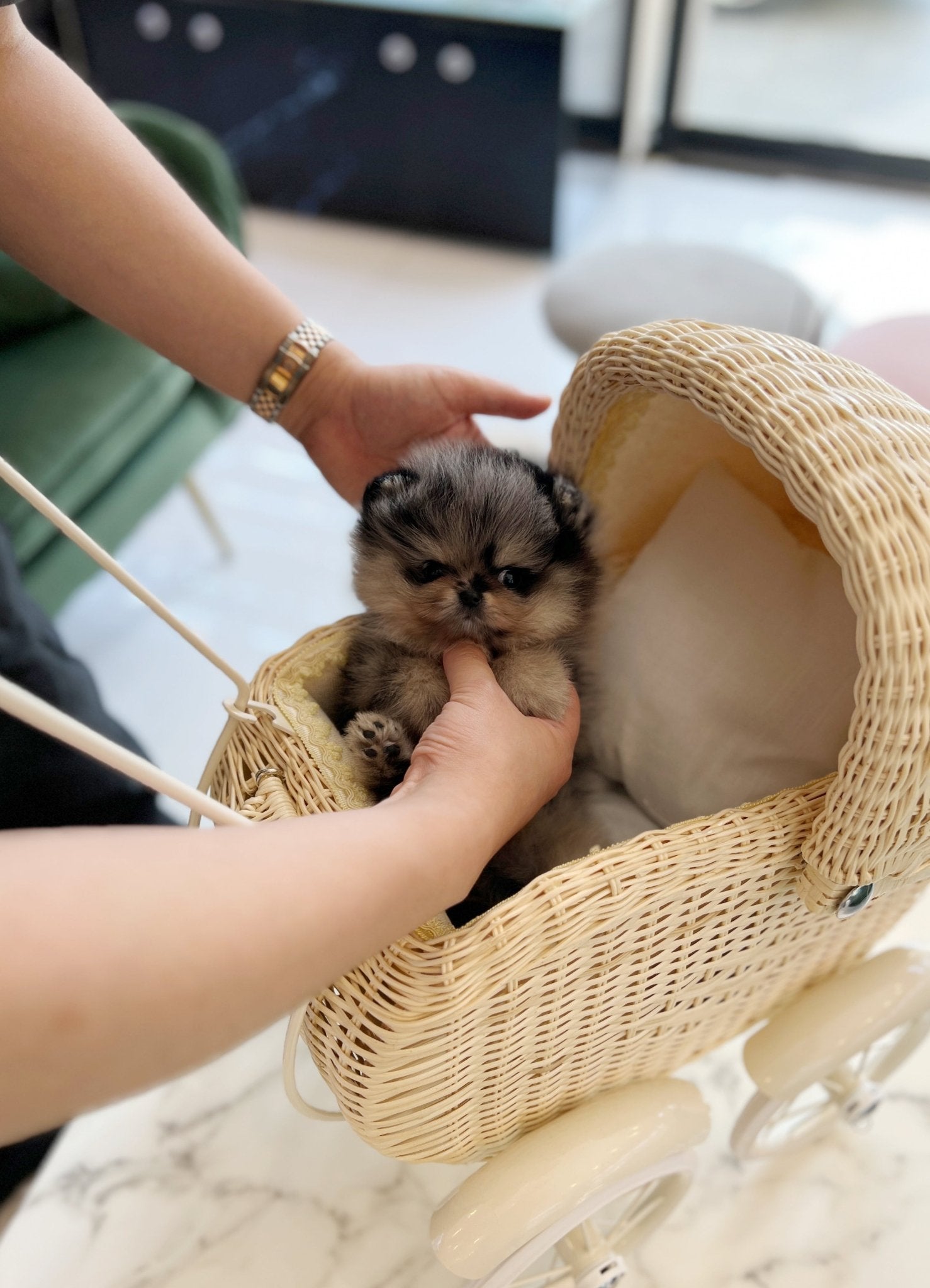 Pomeranian - Olive(Male) - Beautiful puppy teacup puppy with adorable features available for adoption from Velydog