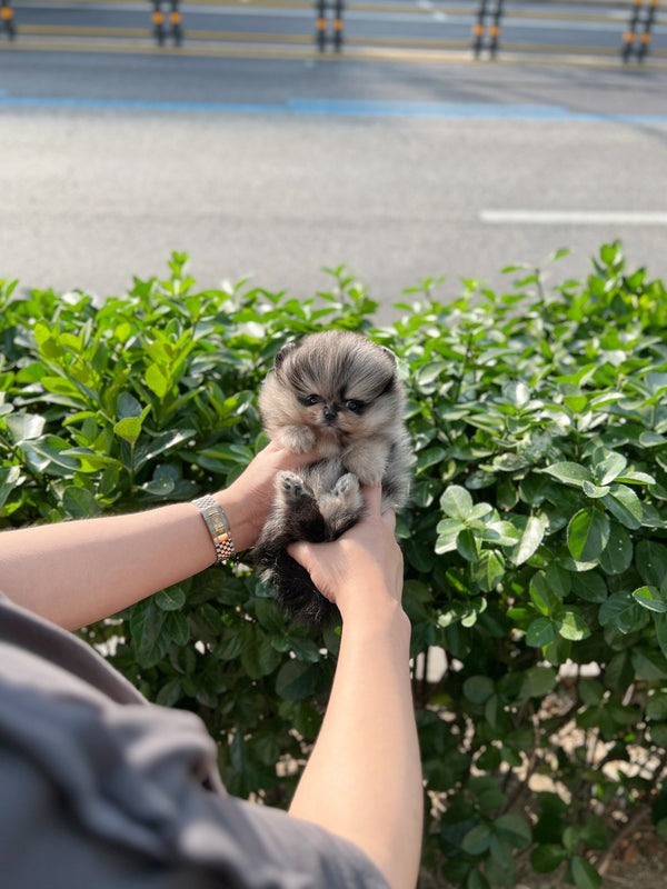 Pomeranian - Olive(Male) - Beautiful puppy teacup puppy with adorable features available for adoption from Velydog