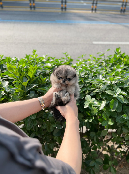 Pomeranian - Olive(Male) - Beautiful puppy teacup puppy with adorable features available for adoption from Velydog