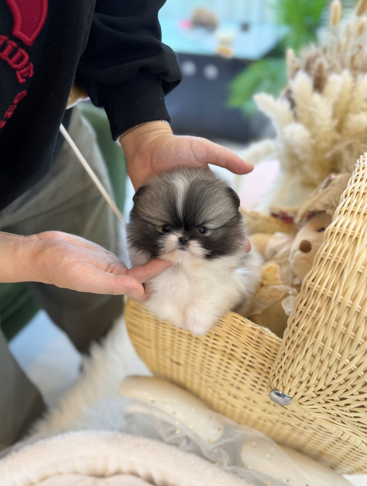 Pomeranian - Panda(Male) - Beautiful puppy teacup puppy with adorable features available for adoption from Velydog