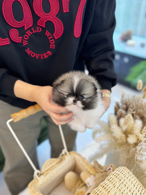 Pomeranian - Panda(Male) - Beautiful puppy teacup puppy with adorable features available for adoption from Velydog