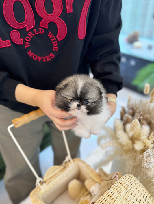 Pomeranian - Panda(Male) - Beautiful puppy teacup puppy with adorable features available for adoption from Velydog