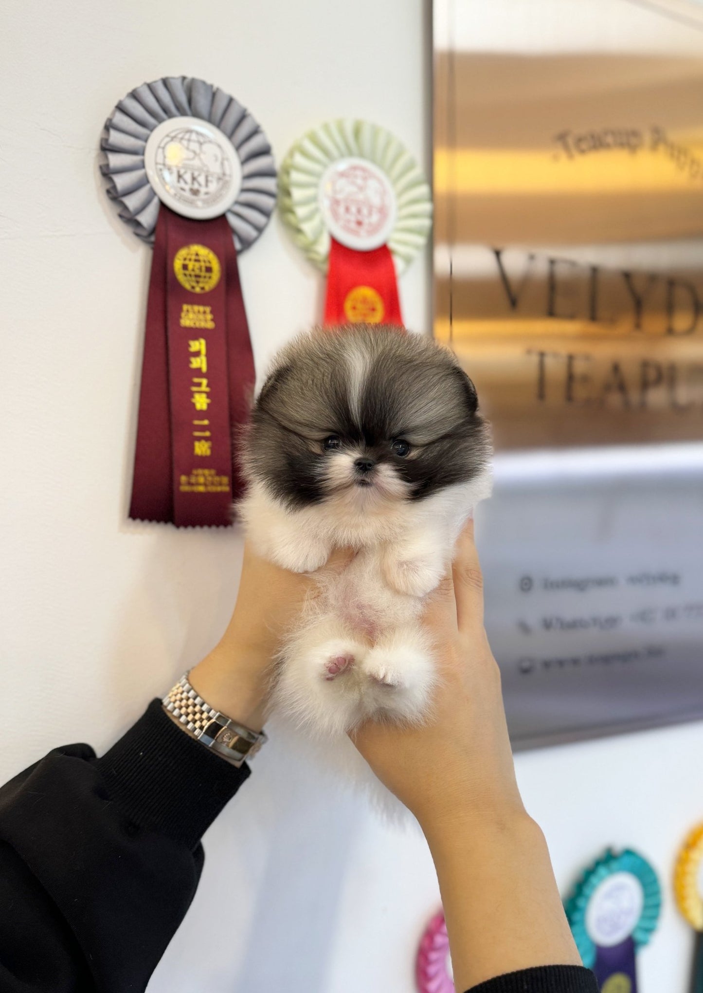 Pomeranian - Panda(Male) - Beautiful puppy teacup puppy with adorable features available for adoption from Velydog