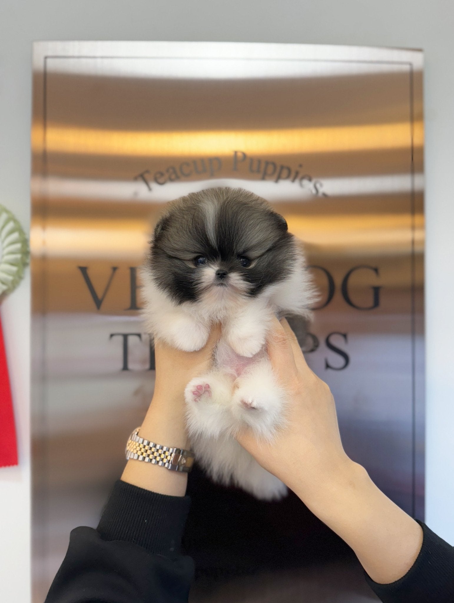 Pomeranian - Panda(Male) - Beautiful puppy teacup puppy with adorable features available for adoption from Velydog