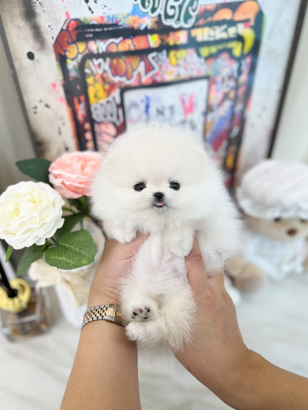 Pomeranian - Peach(Female) - Beautiful puppy teacup puppy with adorable features available for adoption from Velydog
