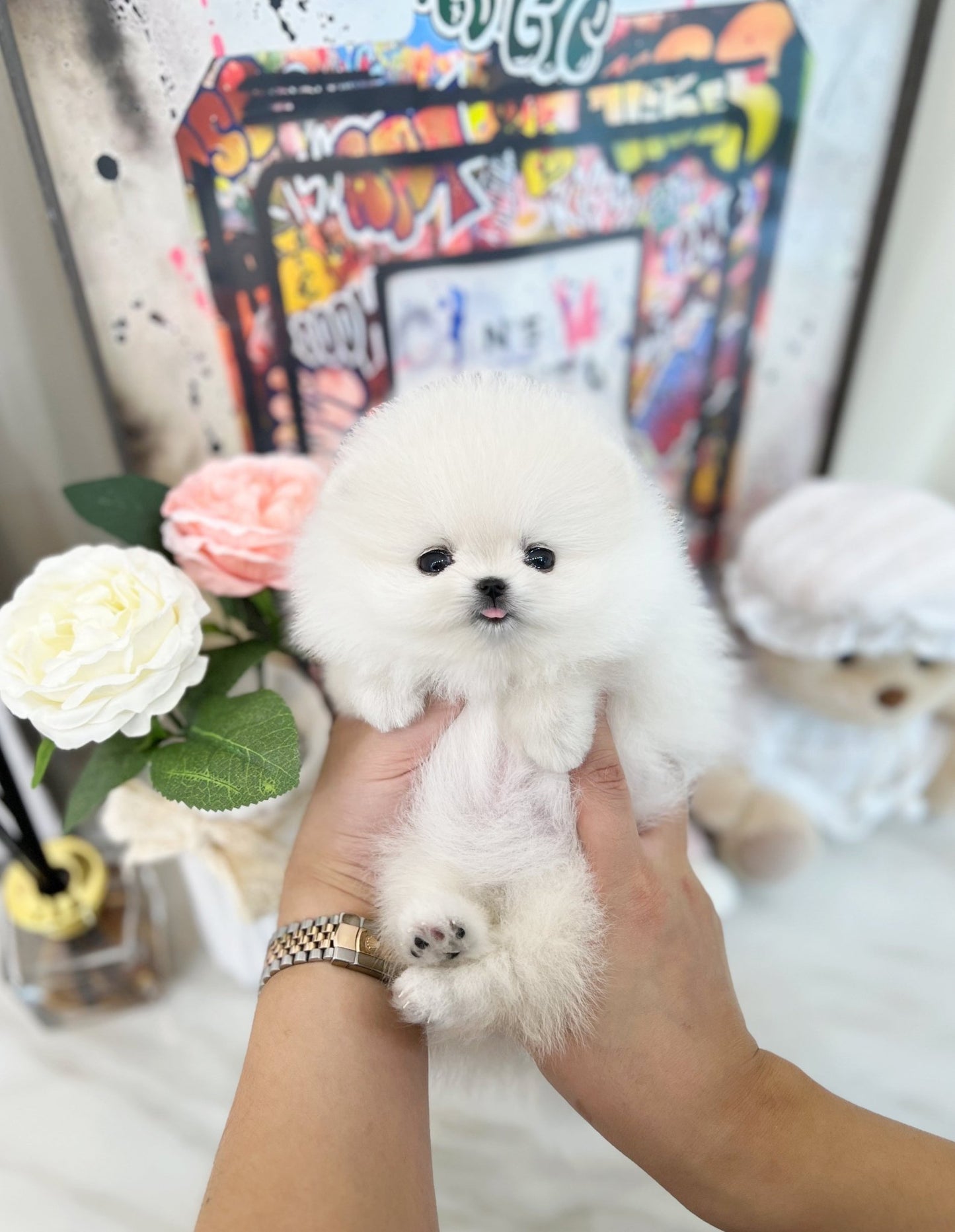 Pomeranian - Peach(Female) - Beautiful puppy teacup puppy with adorable features available for adoption from Velydog