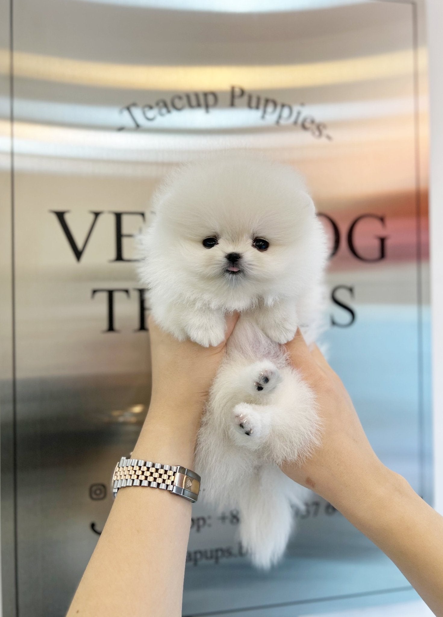 Pomeranian - Peach(Female) - Beautiful puppy teacup puppy with adorable features available for adoption from Velydog