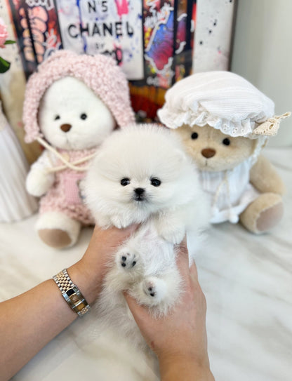 Pomeranian - Peach(Female) - Beautiful puppy teacup puppy with adorable features available for adoption from Velydog