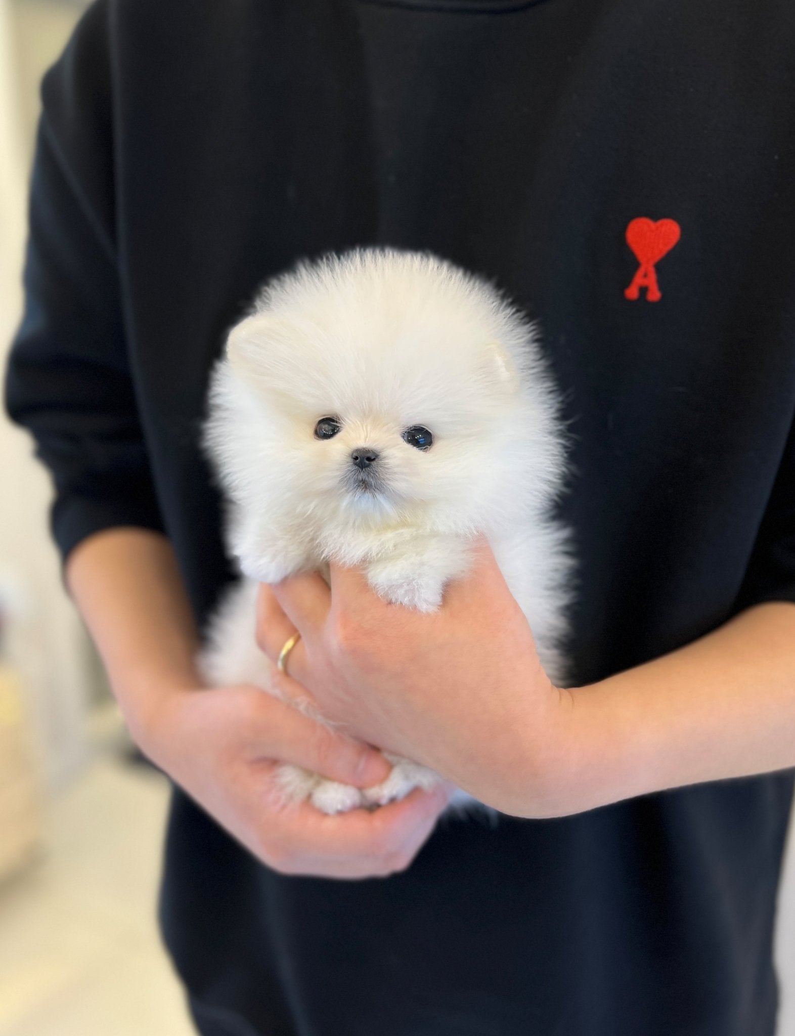 Pomeranian - Pera - Beautiful puppy teacup puppy with adorable features available for adoption from Velydog