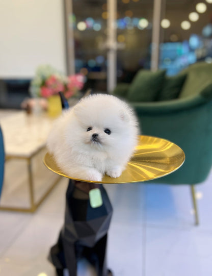 Pomeranian - Pera - Beautiful puppy teacup puppy with adorable features available for adoption from Velydog