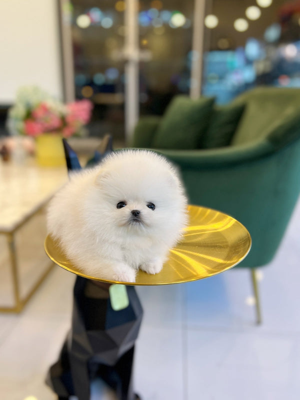 Pomeranian - Pera - Beautiful puppy teacup puppy with adorable features available for adoption from Velydog