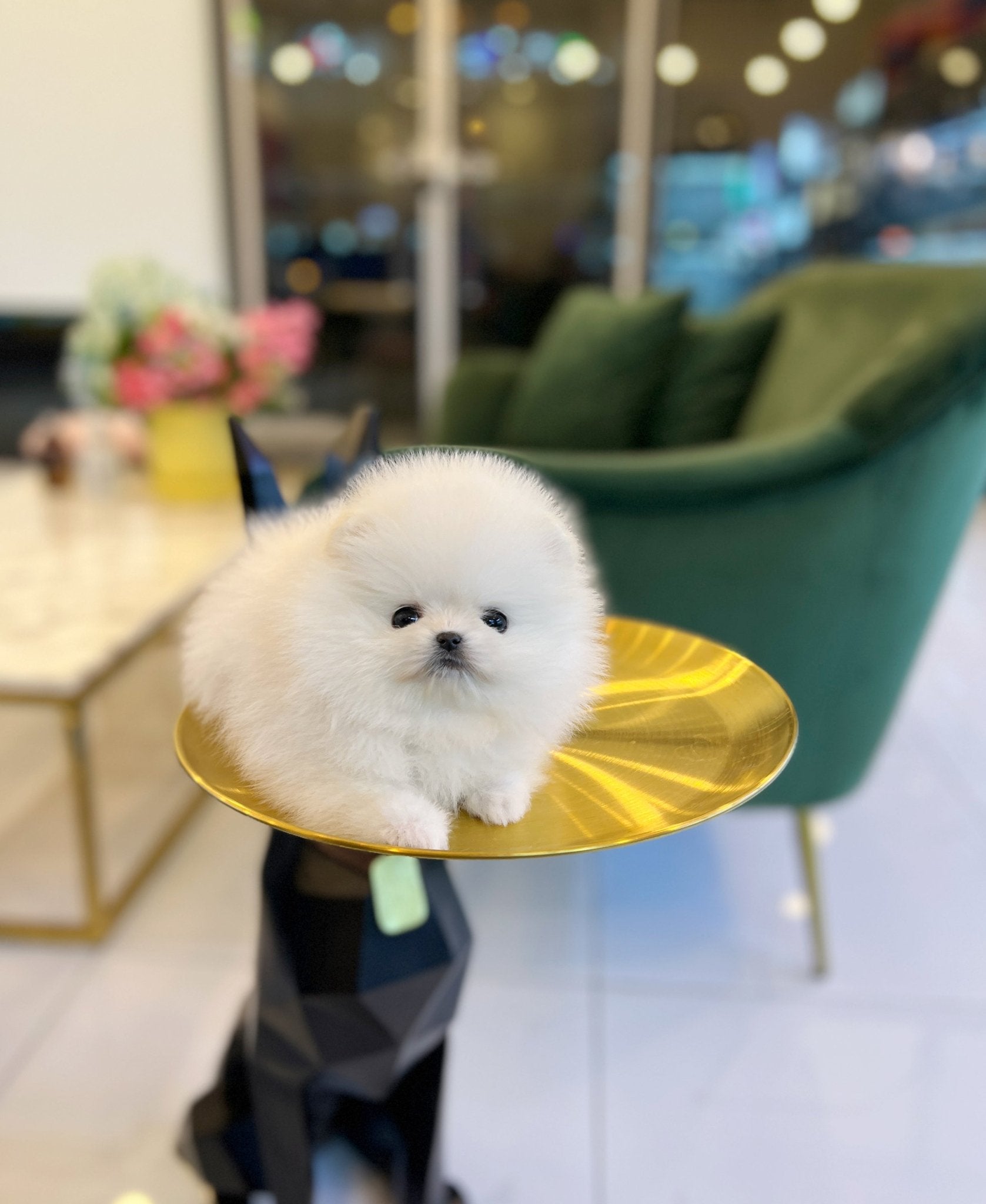 Pomeranian - Pera - Beautiful puppy teacup puppy with adorable features available for adoption from Velydog