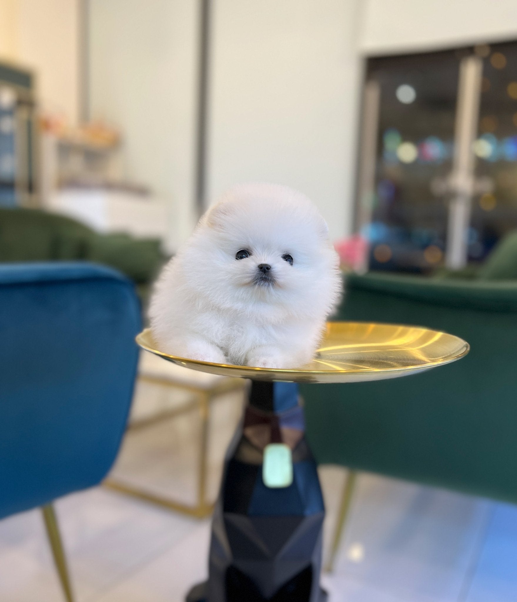 Pomeranian - Pera - Beautiful puppy teacup puppy with adorable features available for adoption from Velydog