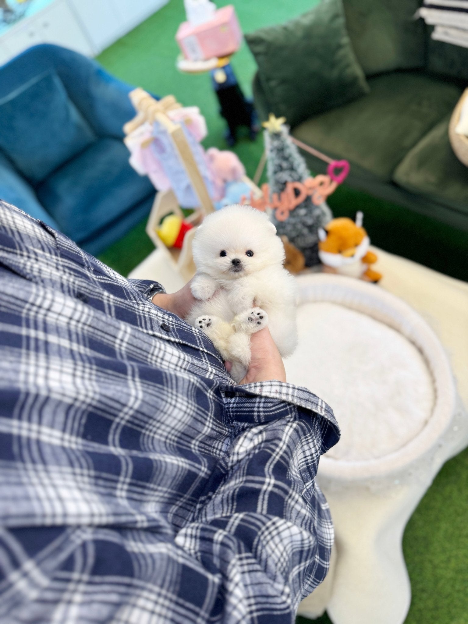 Pomeranian - Pinky(Female) - Beautiful puppy teacup puppy with adorable features available for adoption from Velydog