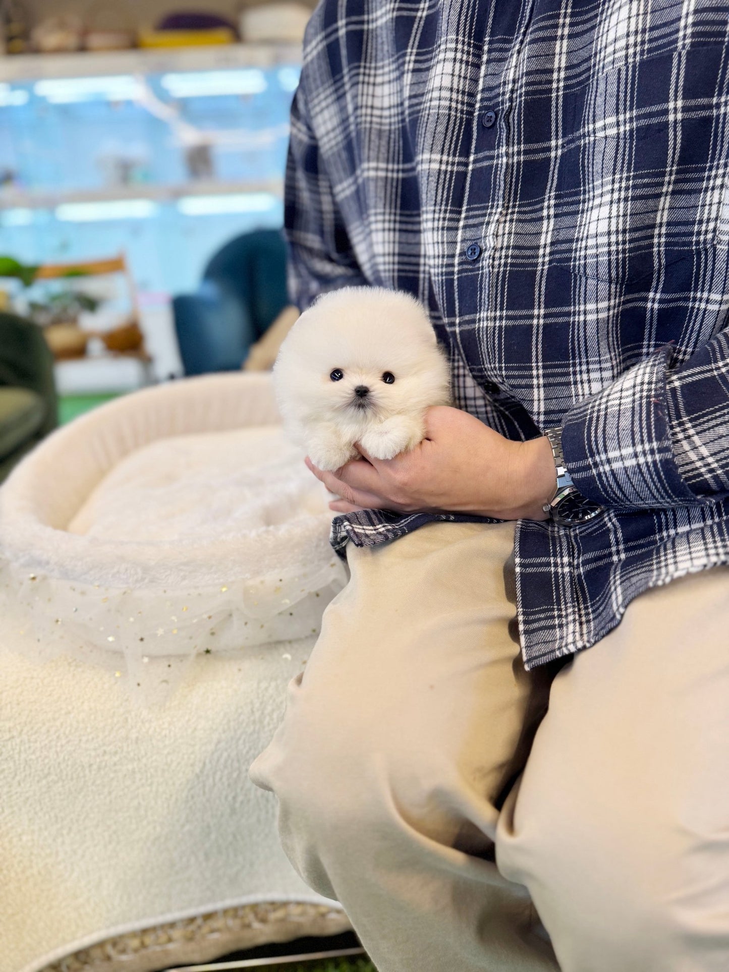 Pomeranian - Pinky(Female) - Beautiful puppy teacup puppy with adorable features available for adoption from Velydog