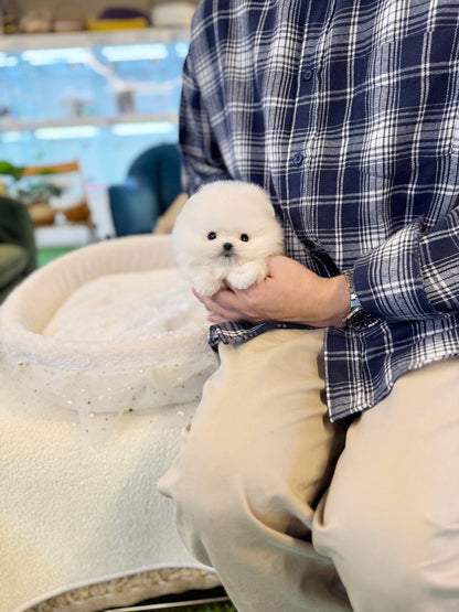 Pomeranian - Pinky(Female) - Beautiful puppy teacup puppy with adorable features available for adoption from Velydog