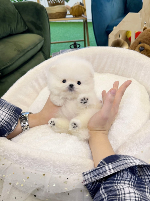 Pomeranian - Pinky(Female) - Beautiful puppy teacup puppy with adorable features available for adoption from Velydog