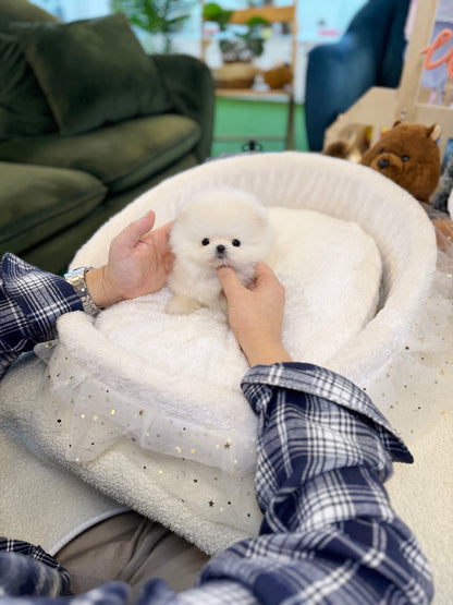 Pomeranian - Pinky(Female) - Beautiful puppy teacup puppy with adorable features available for adoption from Velydog