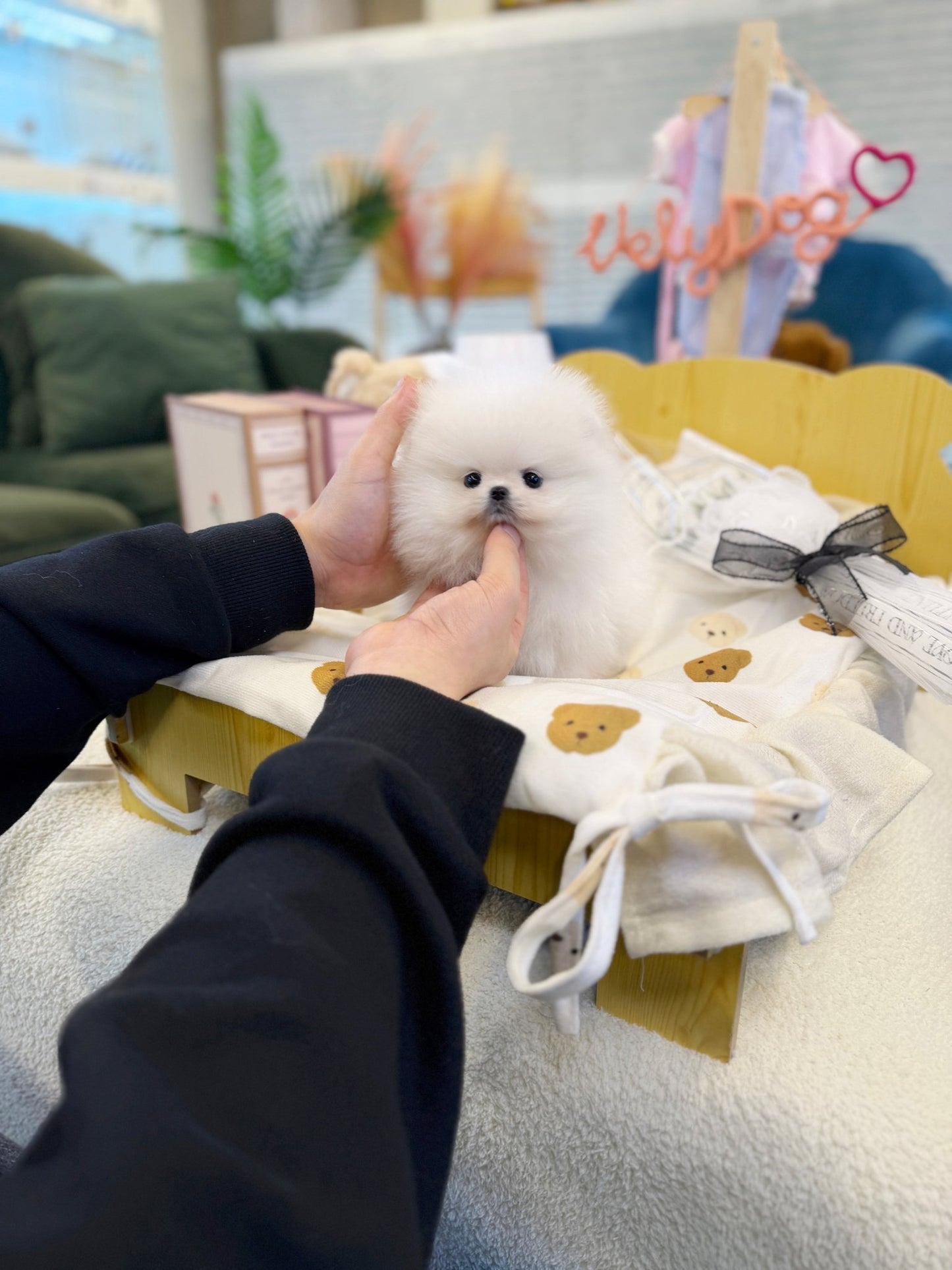 Pomeranian - Pip(Male) - Beautiful puppy teacup puppy with adorable features available for adoption from Velydog
