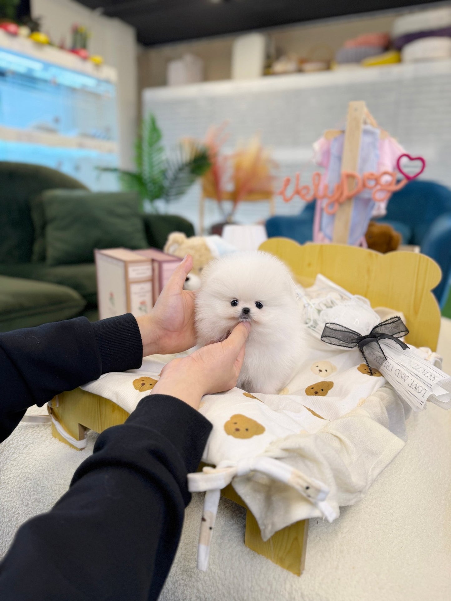 Pomeranian - Pip(Male) - Beautiful puppy teacup puppy with adorable features available for adoption from Velydog