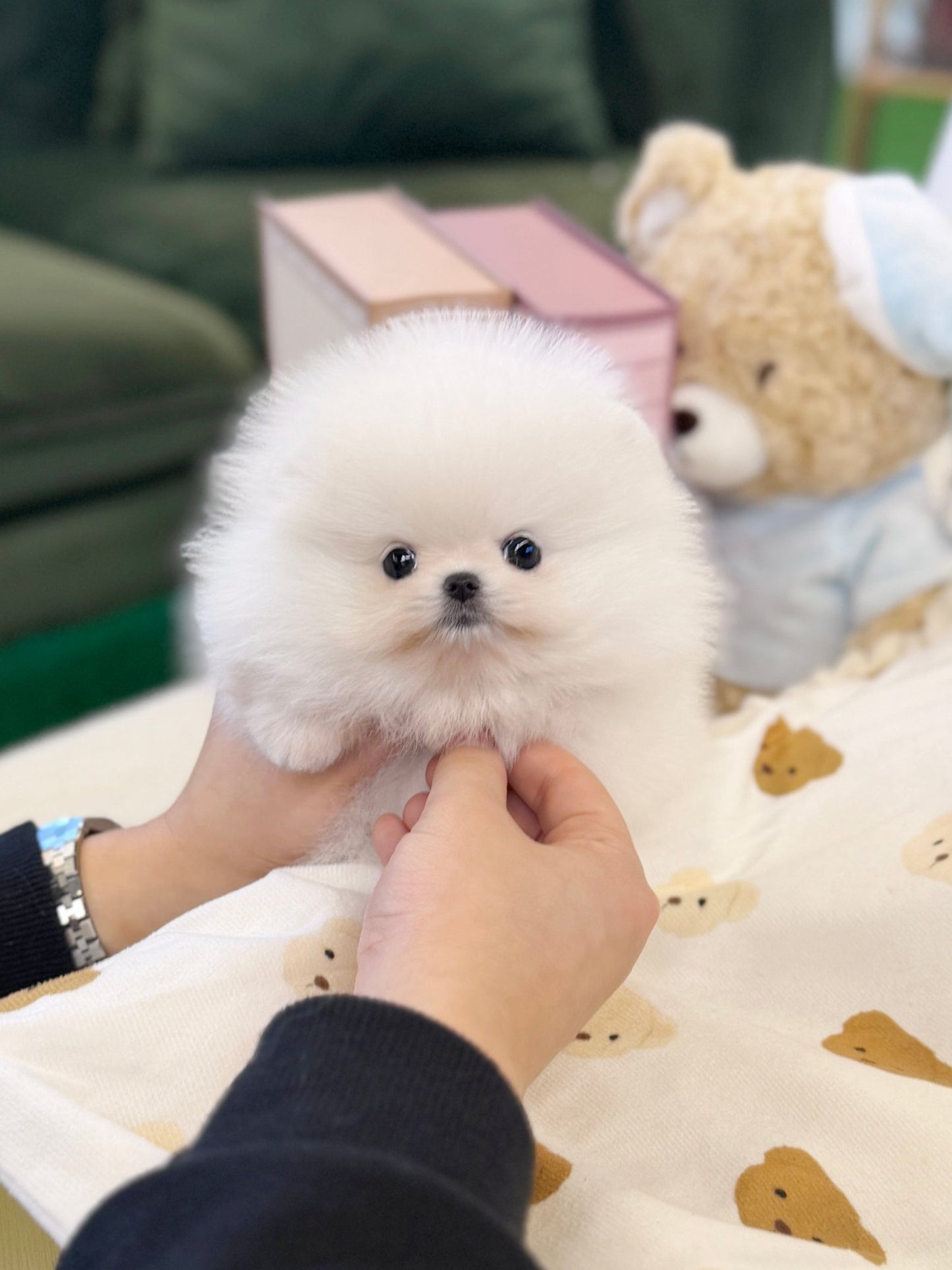 Pomeranian - Pip(Male) - Beautiful puppy teacup puppy with adorable features available for adoption from Velydog