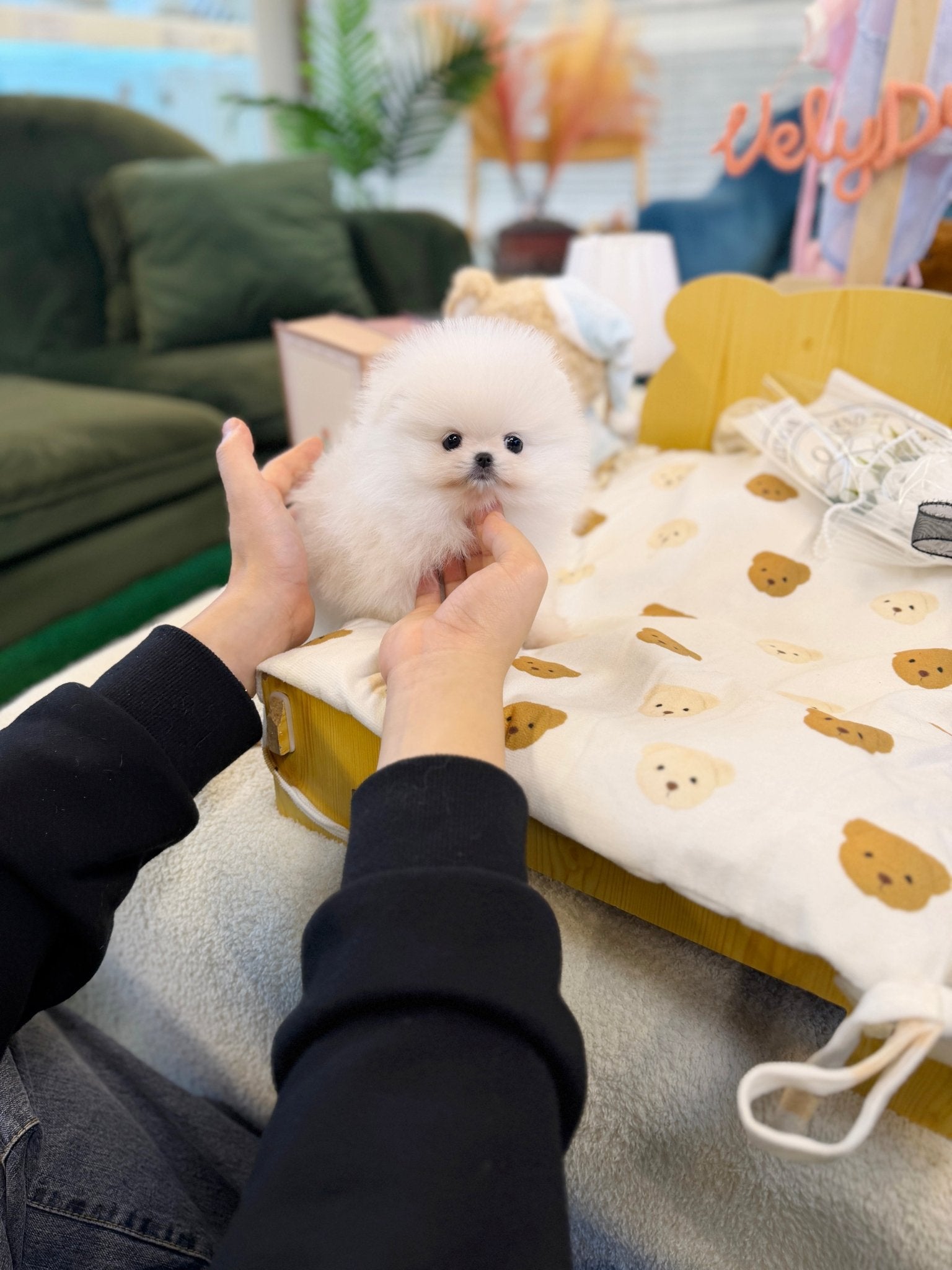 Pomeranian - Pip(Male) - Beautiful puppy teacup puppy with adorable features available for adoption from Velydog