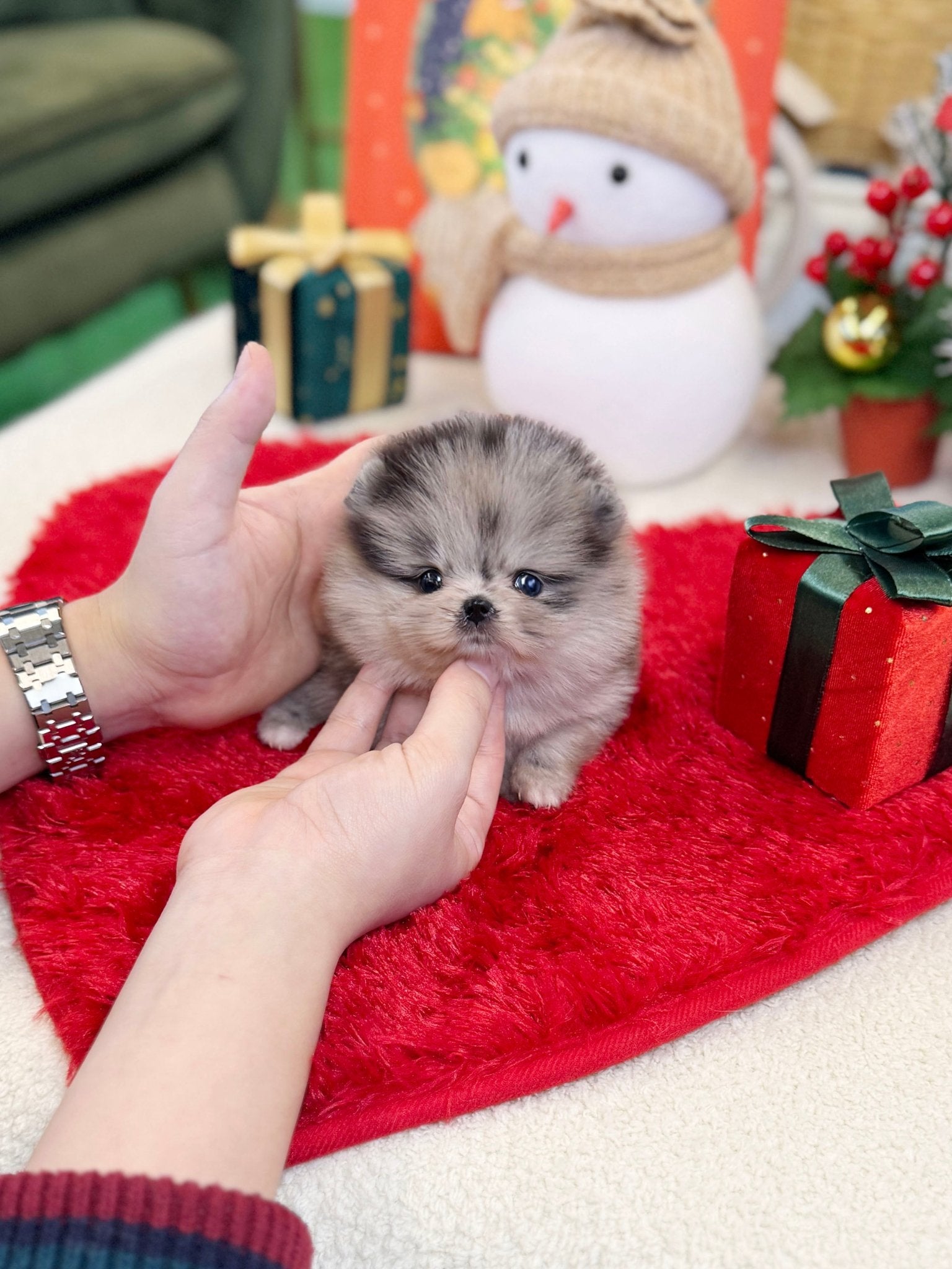 Pomeranian - Pochita(Female) - Beautiful puppy teacup puppy with adorable features available for adoption from Velydog